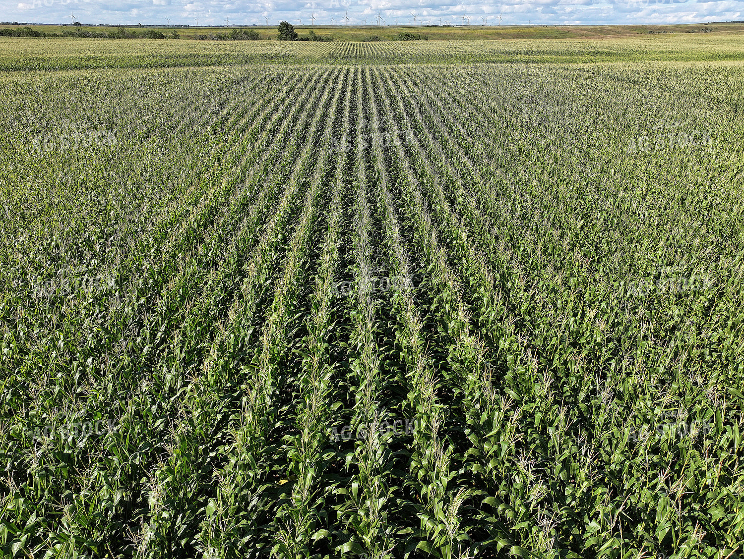 Midseason Corn Field 141379