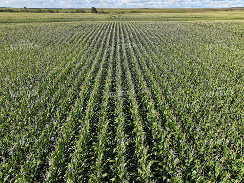 Midseason Corn Field 141379