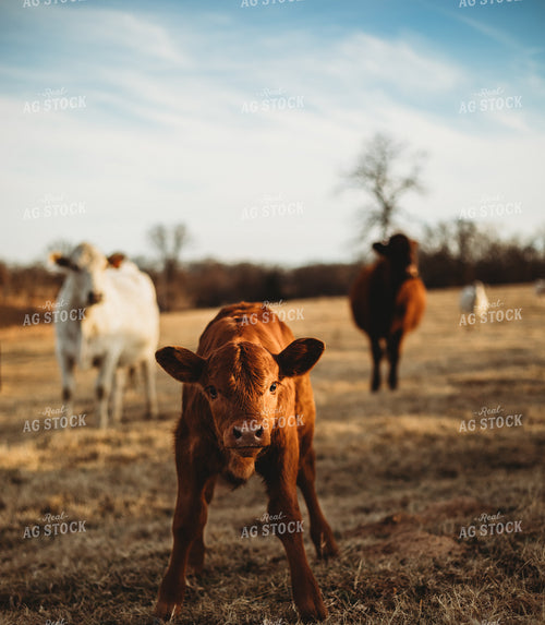 Cow Calf Pairs on Pasture 203024