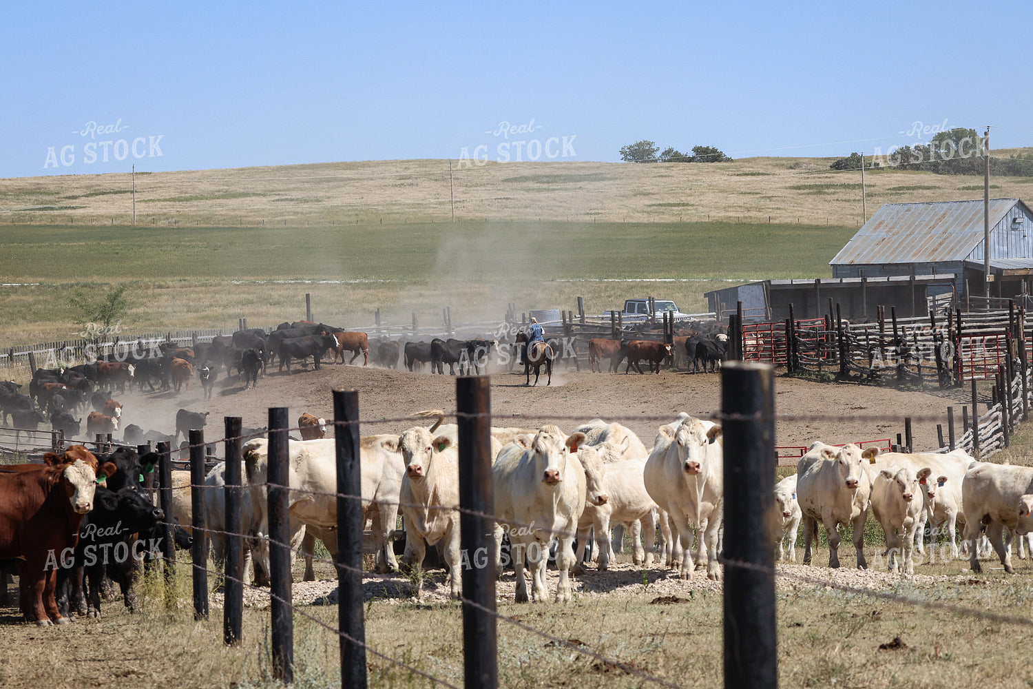 Working Cattle 261110