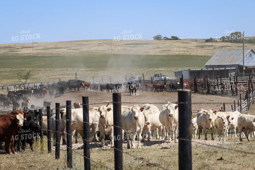 Working Cattle 261110