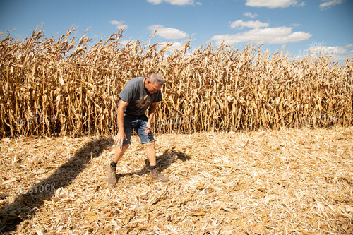 Farmer Checking Corn Residue for Dropped Grain 25882