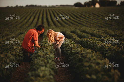 Farmer and Farm Kid Checking Crops in Soybean Field 4583