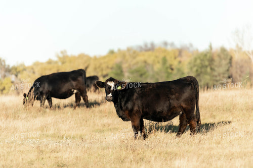 Cattle on Pasture 185048