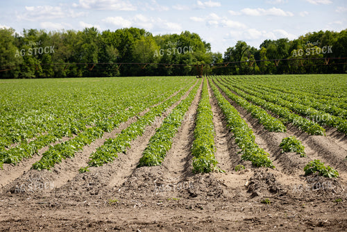 Potato Field 178117