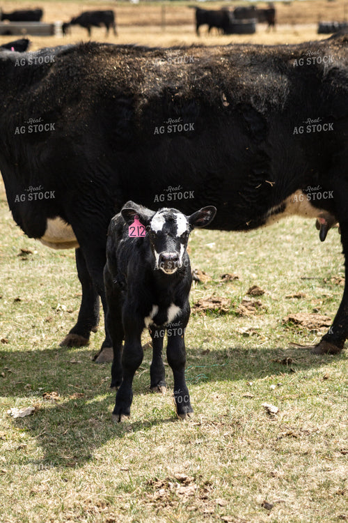 Cow Calf Pair 155388