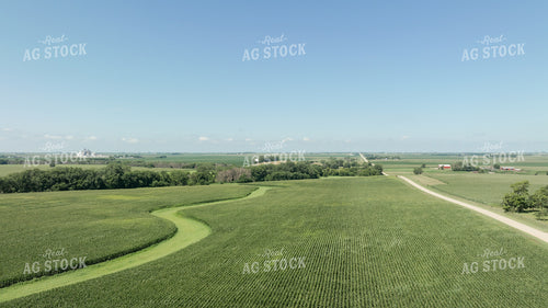 Scenic Corn Field in Summer 274064