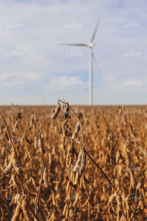Dried Soybeans with Windmill 67011