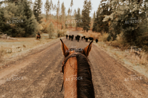 Ranchers on Horseback with Cattle 66069
