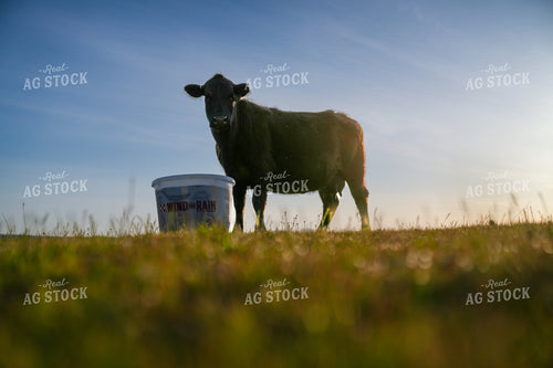 Black Cow Standing Near a Feed Bucket in a Spring Pasture 65242