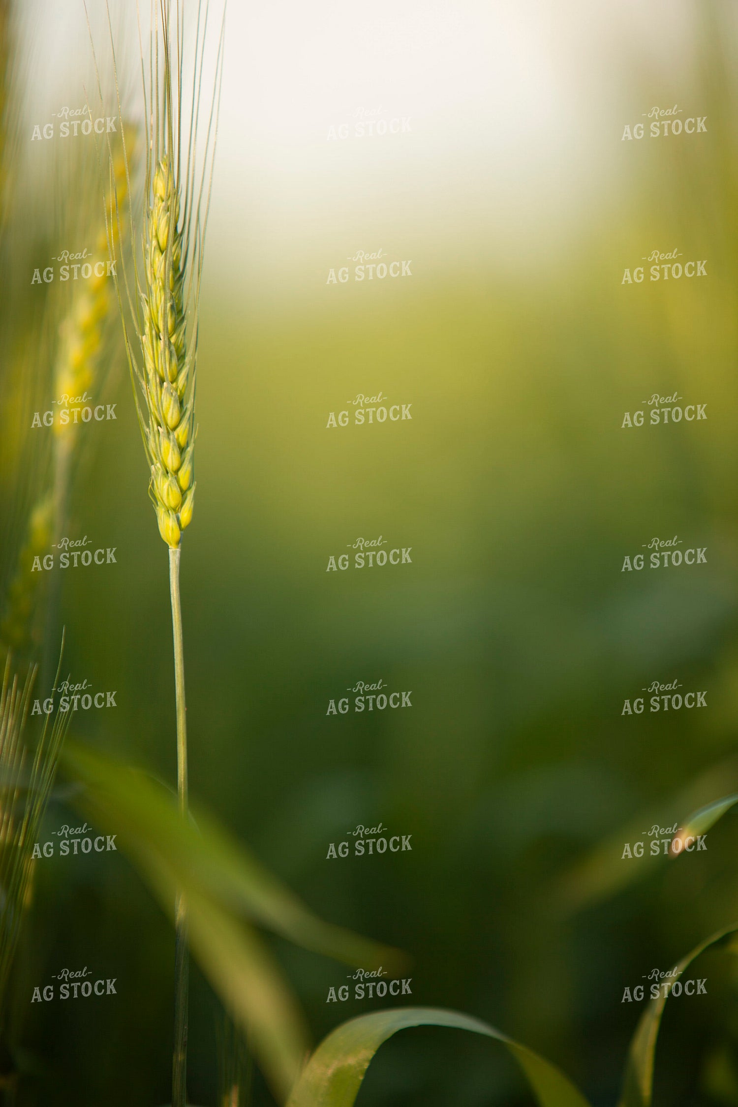 Wheat 2202