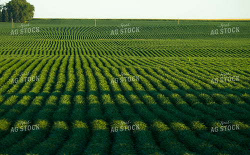 Corn Field 154003