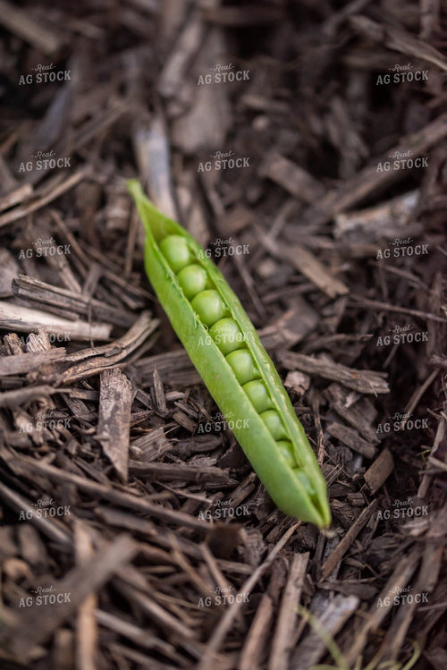 Open Pea Pod 76167
