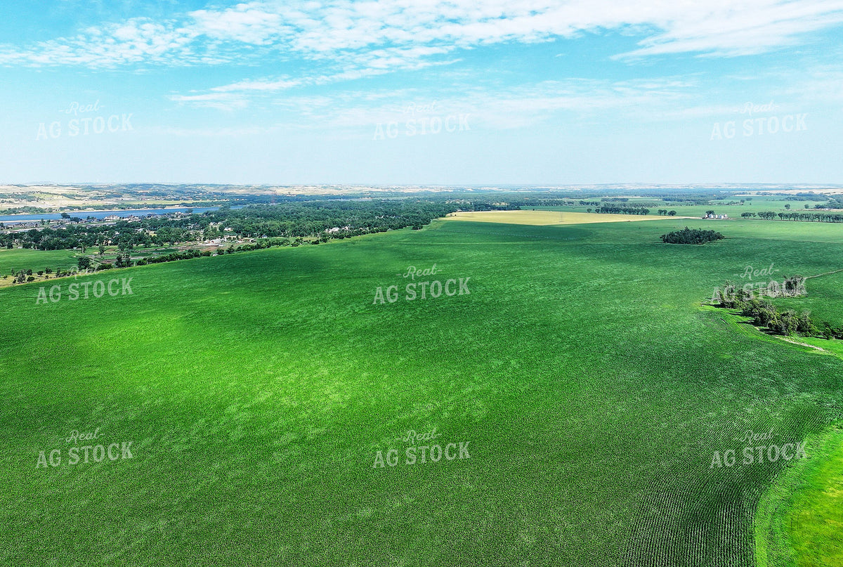 Aerial of Corn Field by River 141659