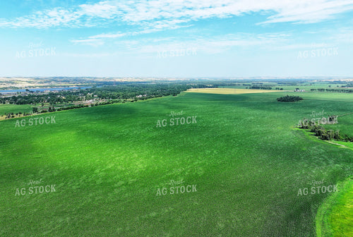 Aerial of Corn Field by River 141659