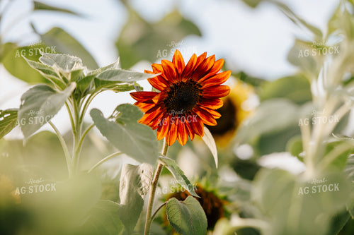 Sunflower Plant 68119