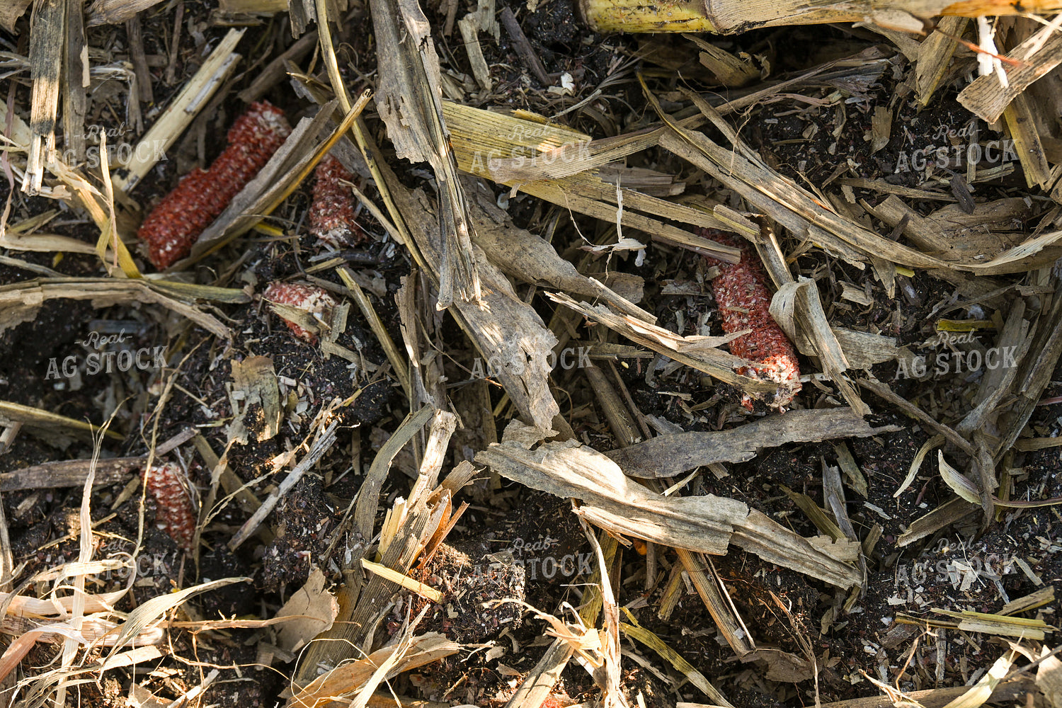 Corn Residue 26282