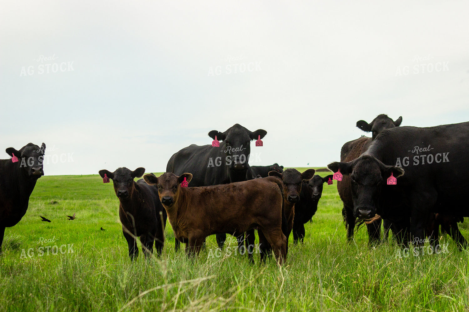 Angus Cow Calf Pairs 155198