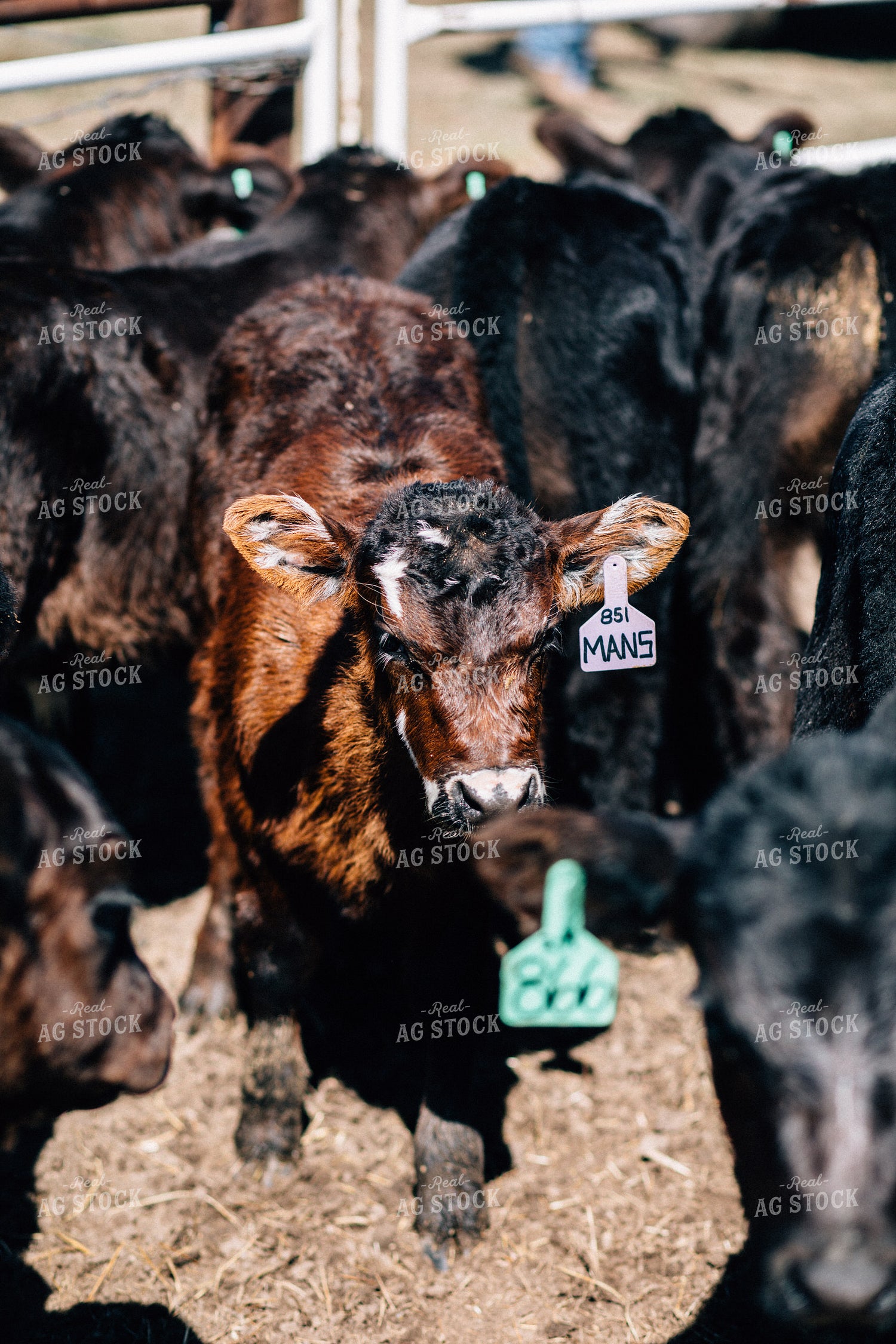Calves in a Pen 53007