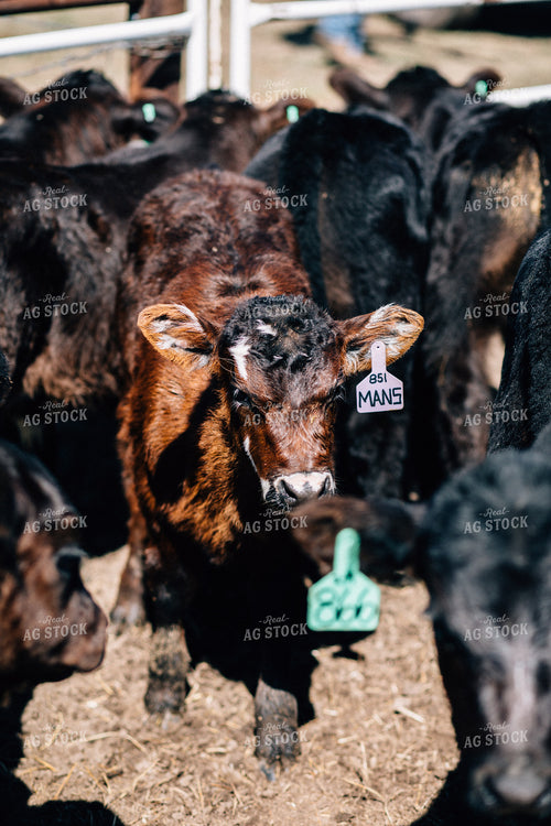 Calves in a Pen 53007