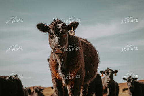 Cattle on Pasture 202006