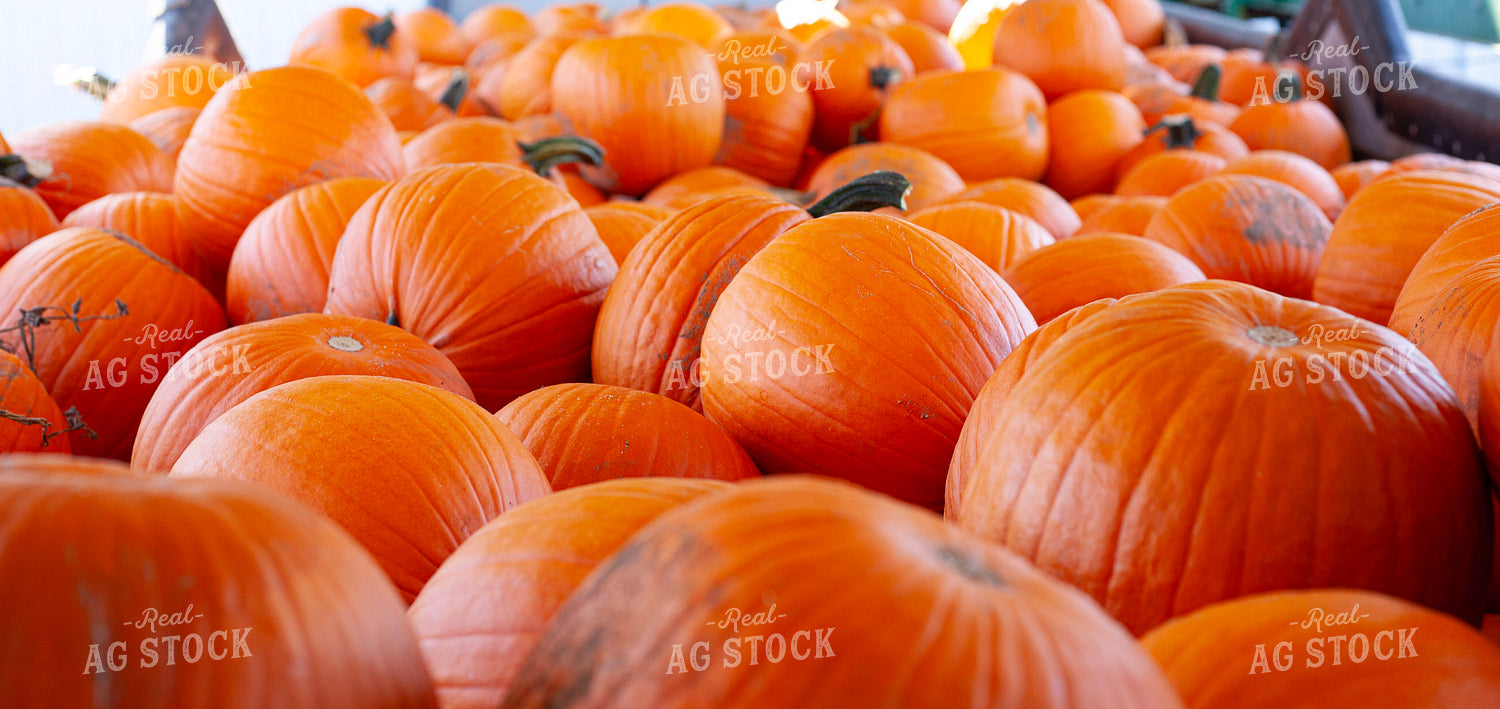 Pumpkins 132241