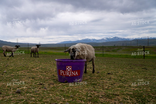 Sheep Feeding from a Purina Bucket in a Scenic Pasture Area 65319
