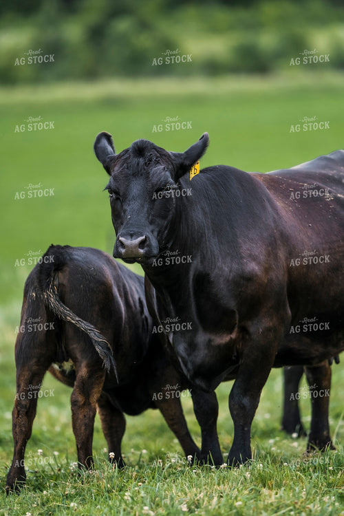 Black Angus Cattle 250190