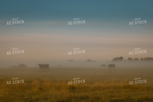 Cattle Graze in Foggy Pasture 138020