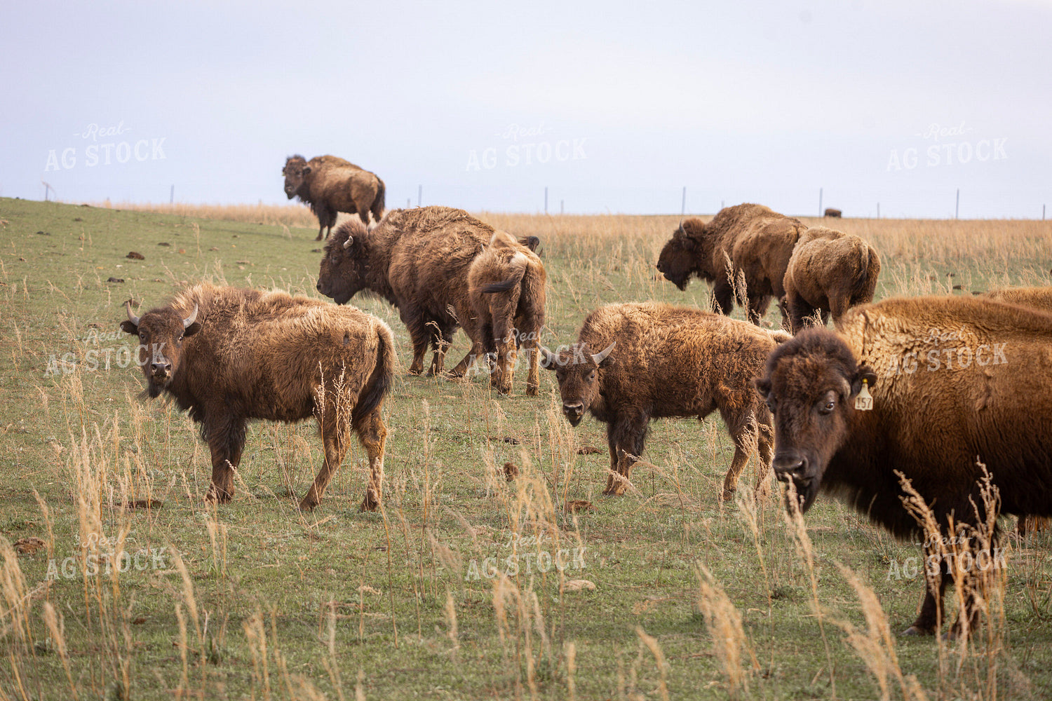 Bison 187158