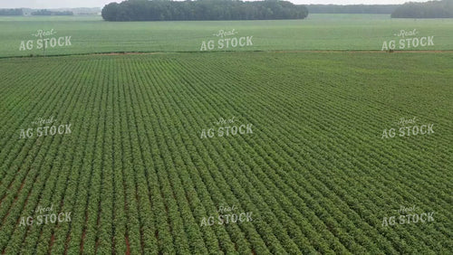 Aerial of Cotton Field in Bloom 79339
