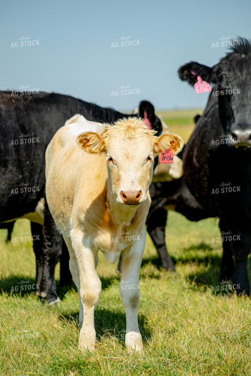 Longhorn Calf 155316