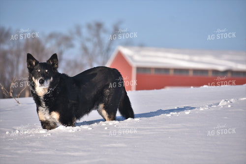 Farm Dog in Snow 305012