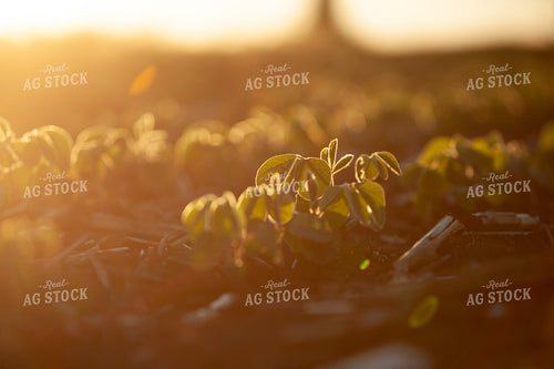 Soybeans - Mid-Season 1516