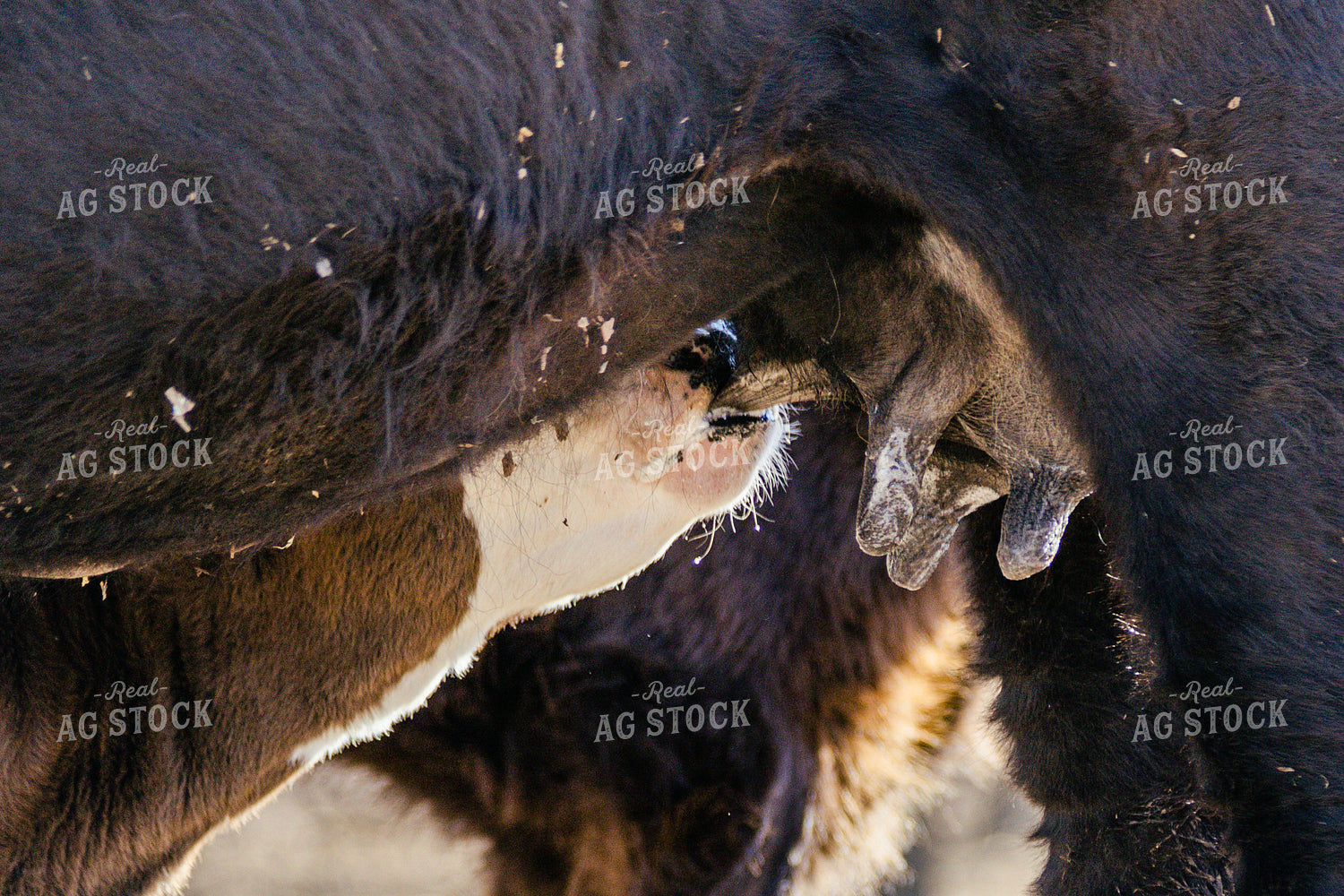 Cow Nursing Calf 131001