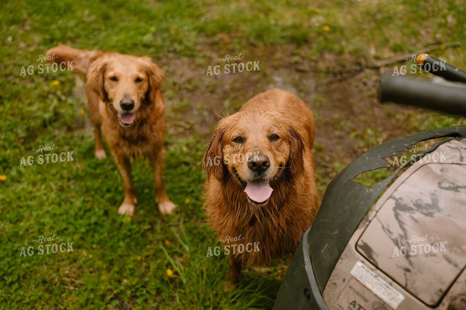 Farm Dogs 125419