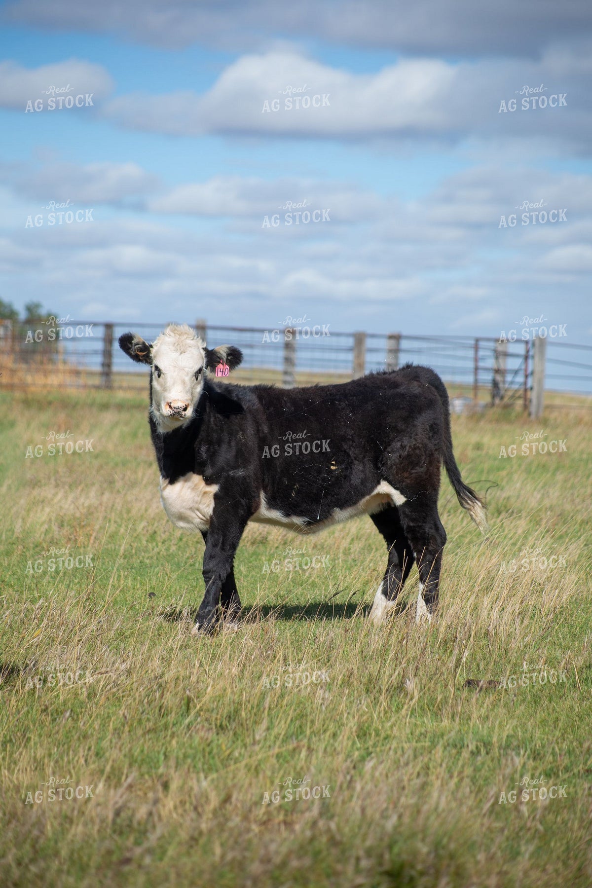 Black Baldy Calf Standing in Pasture 406131