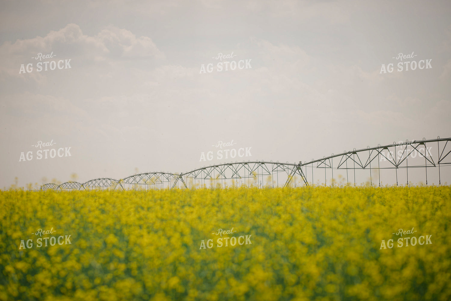 Canola Field 135113
