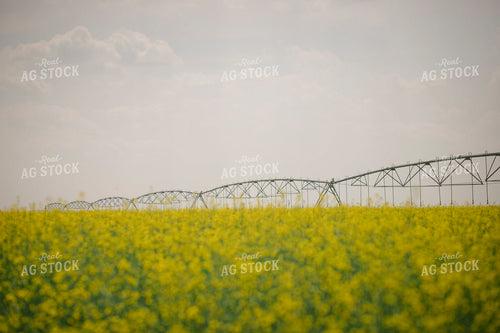 Canola Field 135113