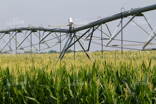Irrigation in Corn Field 79060