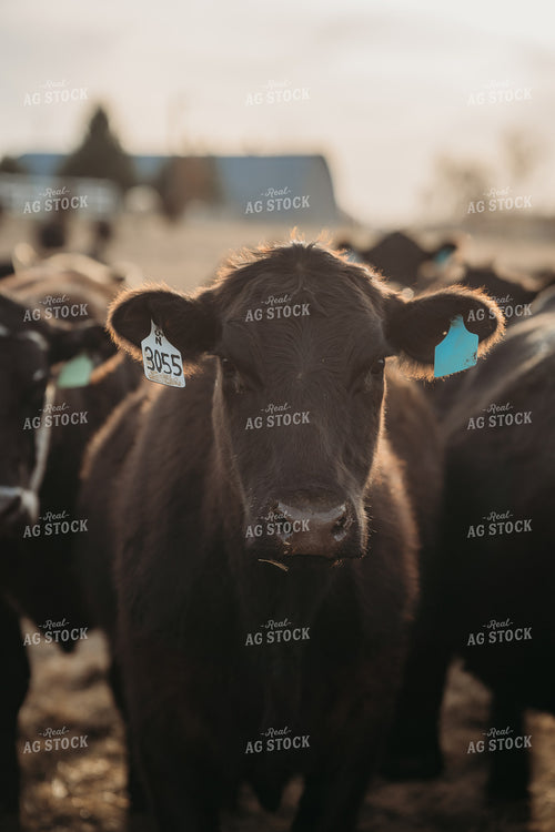 Black Angus Cattle 196235