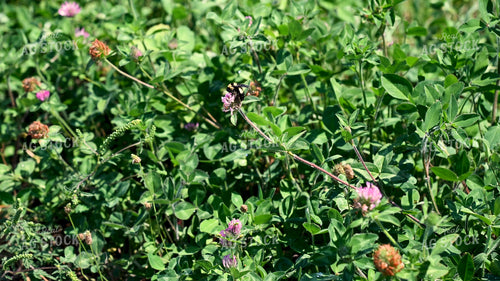 Bee Collecting Pollen from Wildflowers on CRP Land 25065