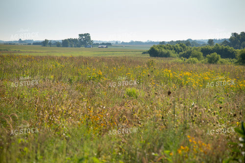 CRP Land 25031