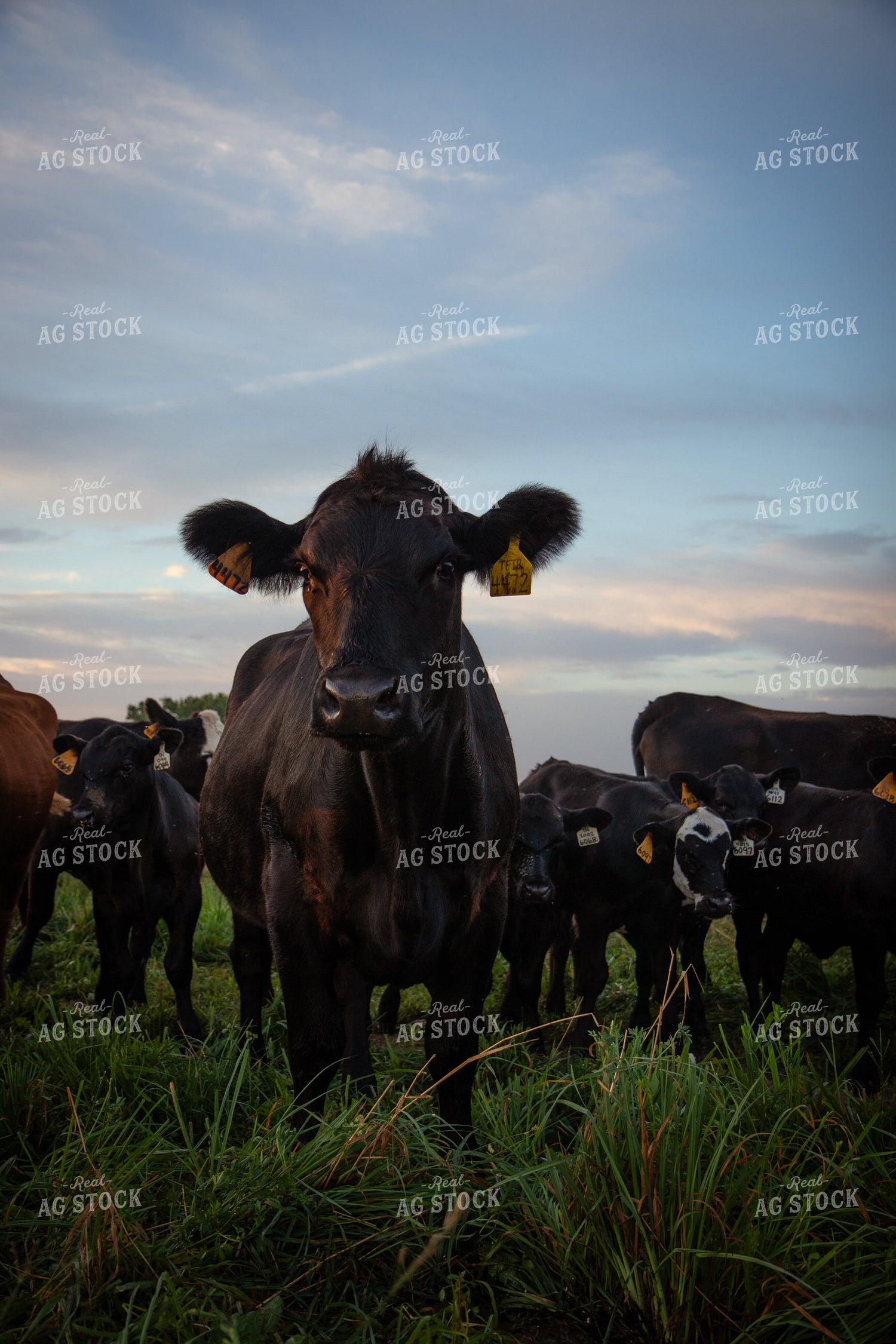 Angus Cattle on Pasture 268368