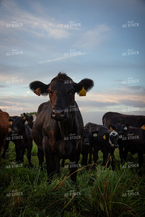 Angus Cattle on Pasture 268368