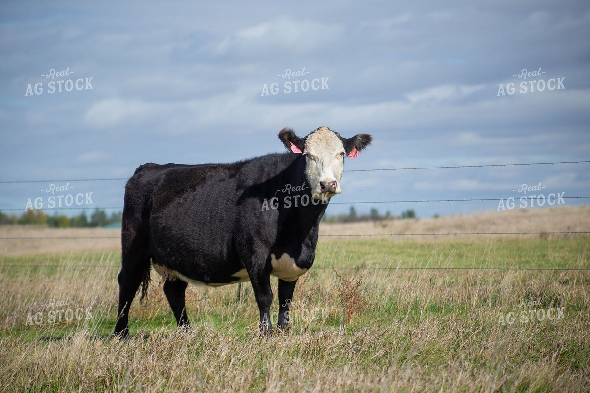 Black Baldy Cow with Ear Tags Standing in Fall Pasture 406101