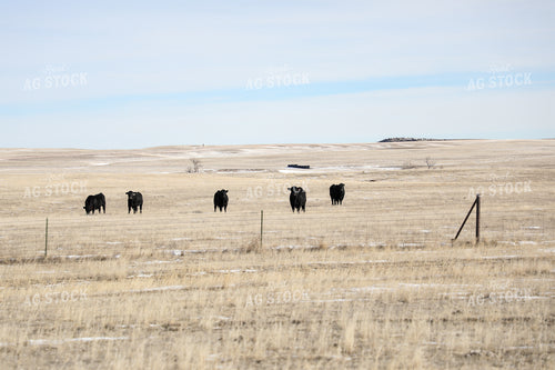 Angus Cattle in Pasture 117019