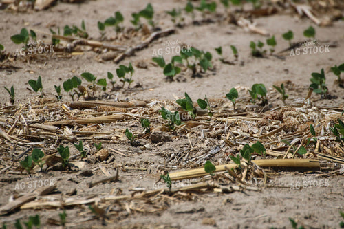 Early Growth Soybeans 82378