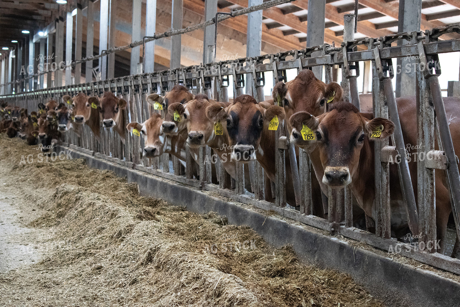 Dairy Cows in Head Gates in Barn 50026