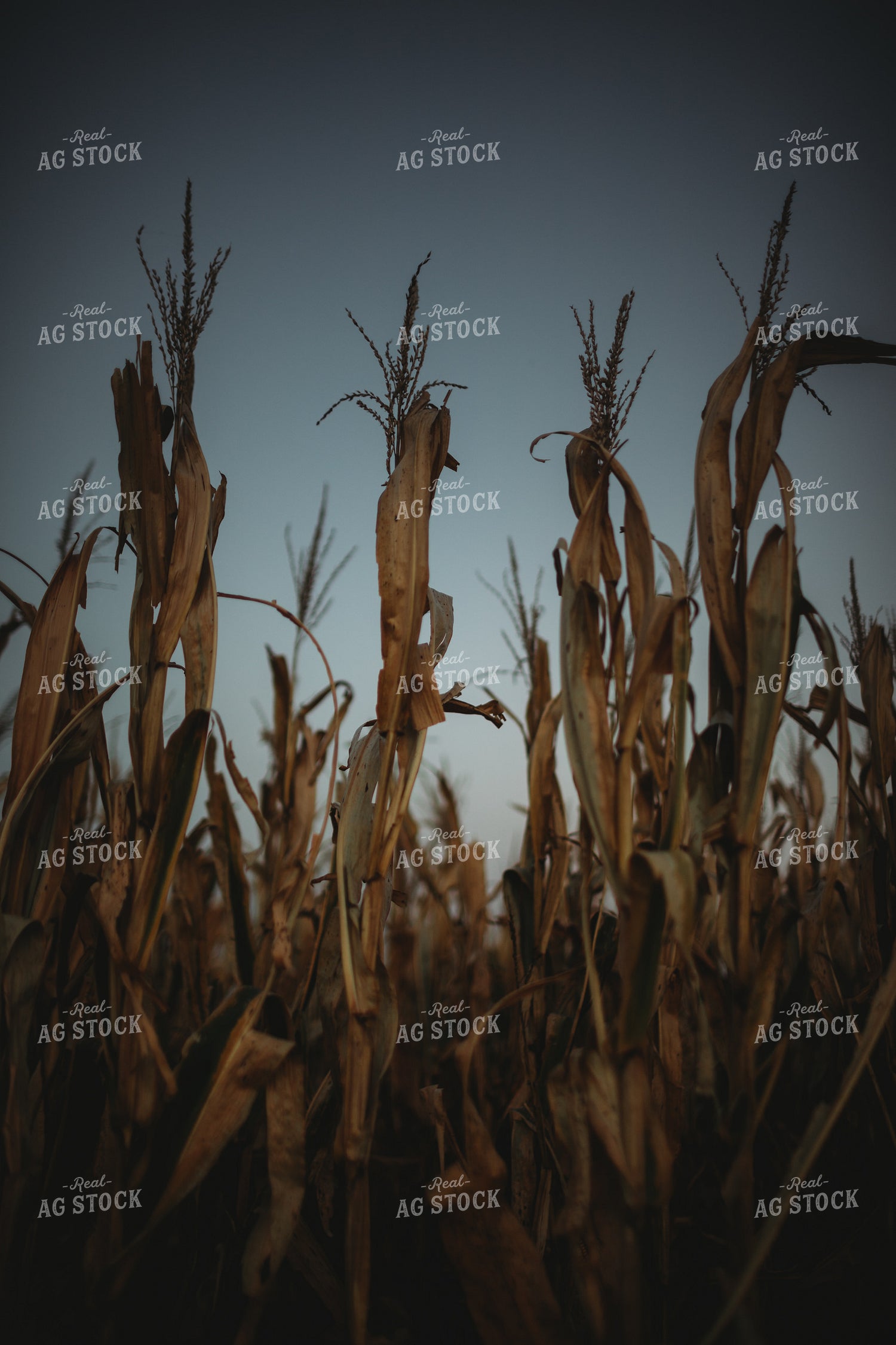Dried Corn Tassel at Dusk 3400